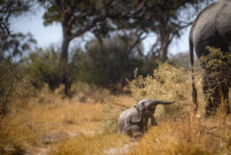 Botswana (5/52)